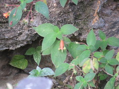 Moussonia jaliscana