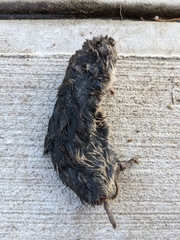 Microtus ochrogaster