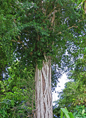 Ficus callophylla