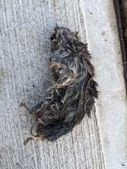 Microtus ochrogaster