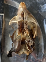 Microtus ochrogaster