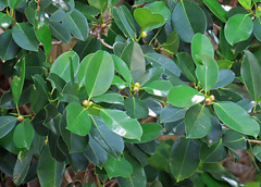 Ficus callophylla