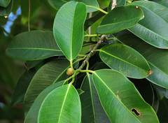 Ficus callophylla