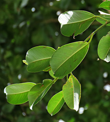 Ficus callophylla