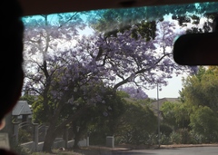 Jacaranda mimosifolia