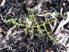 Atriplex billardierei