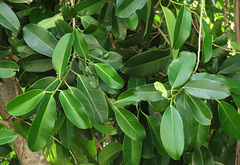 Ficus callophylla