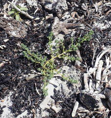 Atriplex billardierei