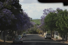 Jacaranda mimosifolia