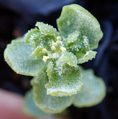 Atriplex billardierei