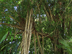 Ficus callophylla