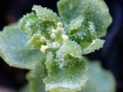 Atriplex billardierei