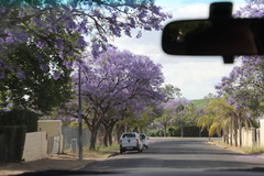 Jacaranda mimosifolia