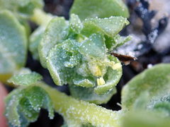 Atriplex billardierei