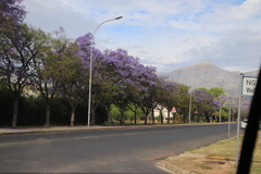 Jacaranda mimosifolia