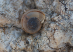 Sonorella allynsmithi