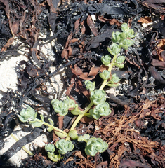 Atriplex billardierei