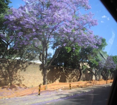 Jacaranda mimosifolia