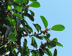 Ficus callophylla