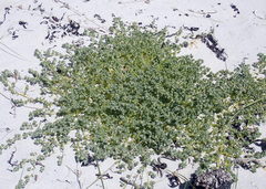 Atriplex billardierei