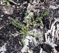 Atriplex billardierei