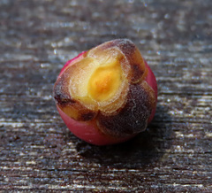 Ficus callophylla