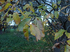 Castanea sativa