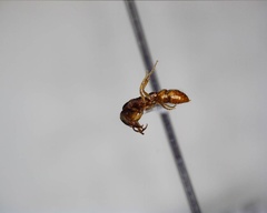 Stigmatomma pallipes