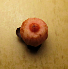 Ficus callophylla