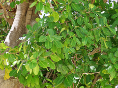 Ficus callophylla