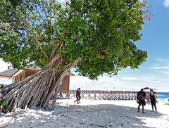 Ficus callophylla