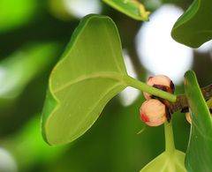 Ficus callophylla
