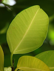 Ficus callophylla