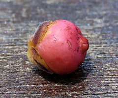 Ficus callophylla