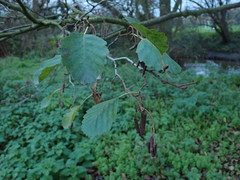 Alnus glutinosa
