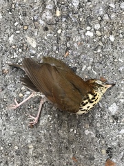 Hylocichla mustelina