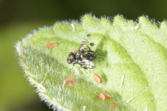 Rivellia syngenesiae