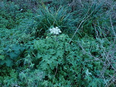 Heracleum sphondylium