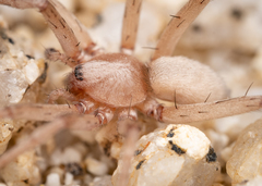 Neoanagraphis chamberlini