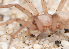 Neoanagraphis chamberlini