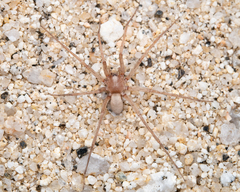 Neoanagraphis chamberlini