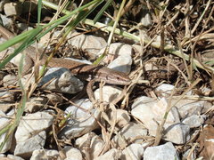 Podarcis muralis