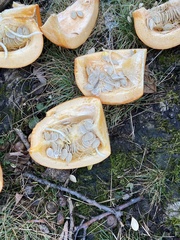 Cucurbita maxima maxima