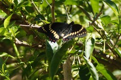 Papilio scamander