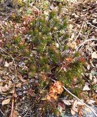 Rhododendron chamberlainii