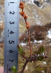 Rhododendron chamberlainii