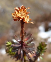 Rhododendron chamberlainii