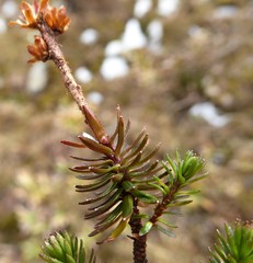 Rhododendron chamberlainii