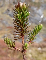 Rhododendron chamberlainii