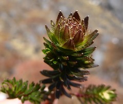 Rhododendron chamberlainii